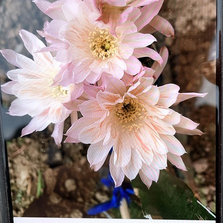 雪花膏自根6公分左右丽花