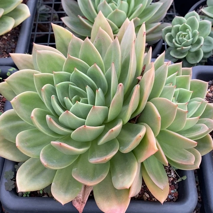 D179- 直播福利 翠鸟双头