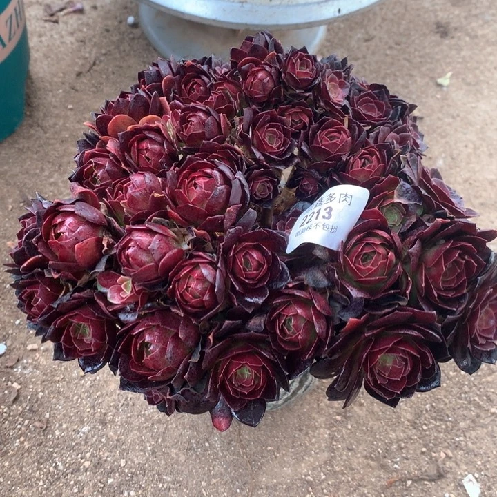 2213赤炎链多肉植物