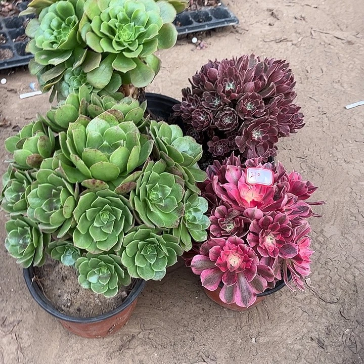 210多肉植物组合，
