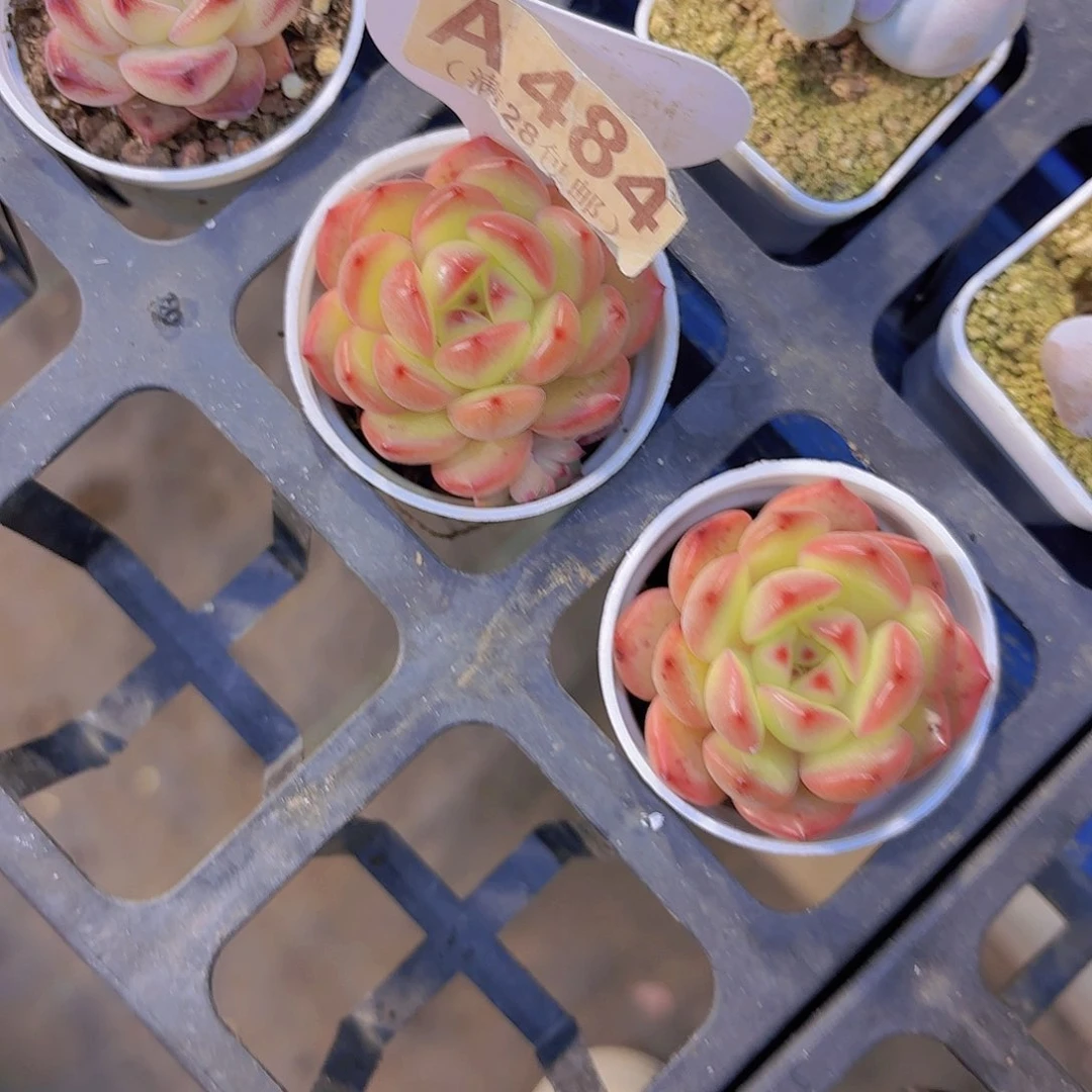 A484两颗东云珍妮一物一拍