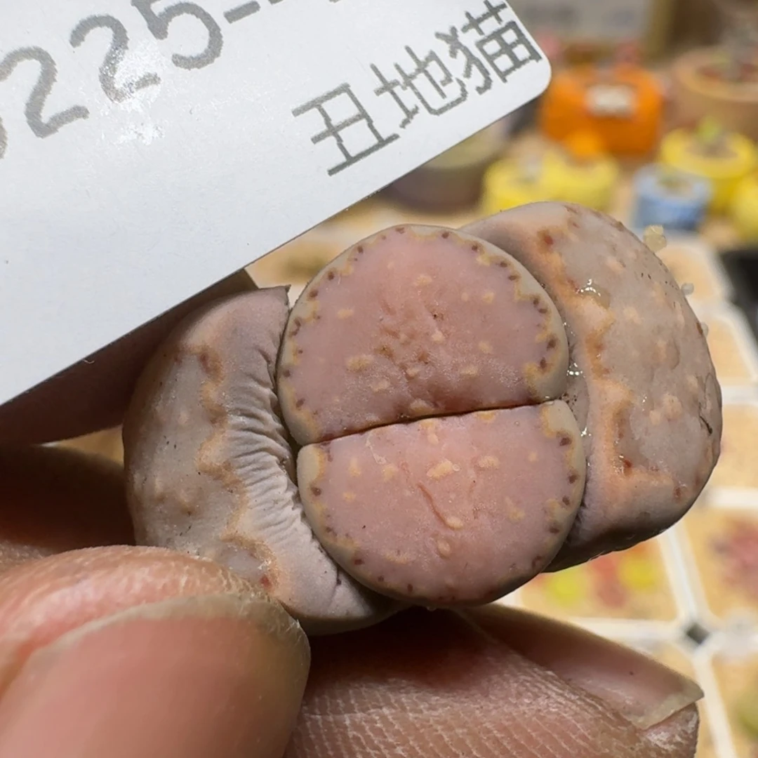 煮**茶0225-027生石花