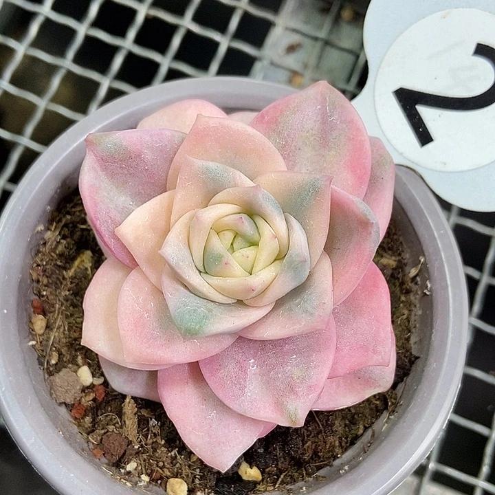 可爱玫瑰彩锦多肉