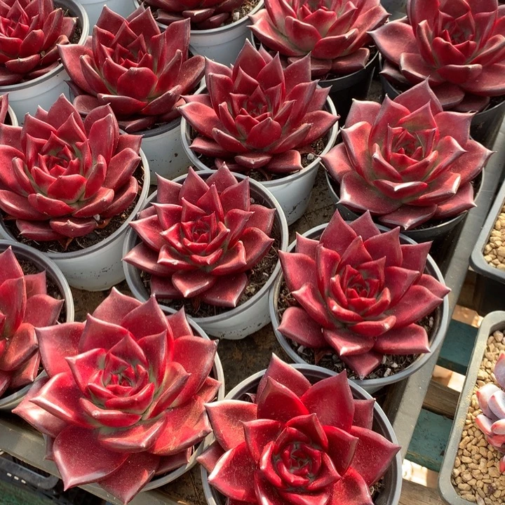 罗宾2颗两单包邮多肉植物