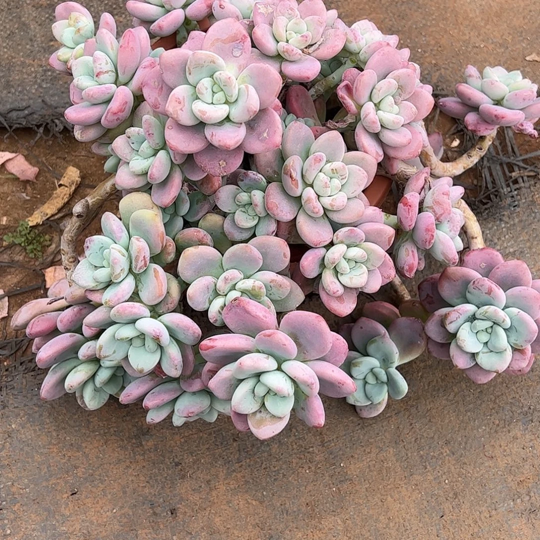 红洛神群，一物一拍