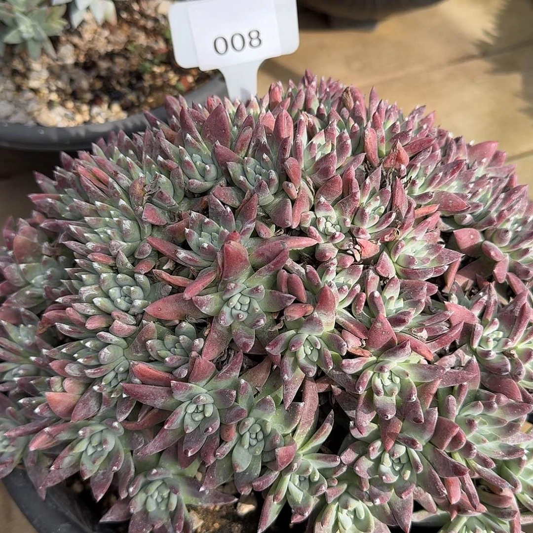 2***6多肉植物仙女杯251214008