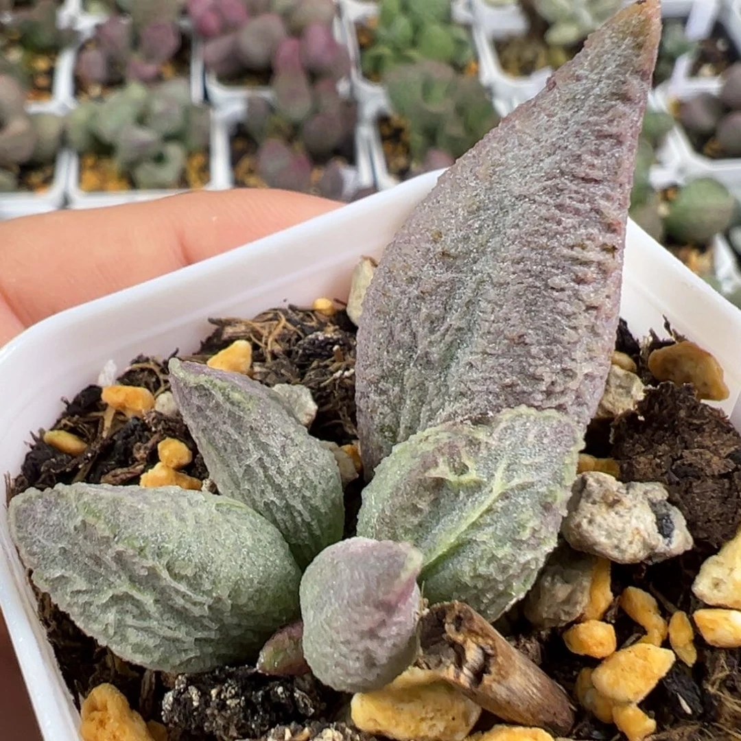 w融化纹冰淇淋多肉植物水泡