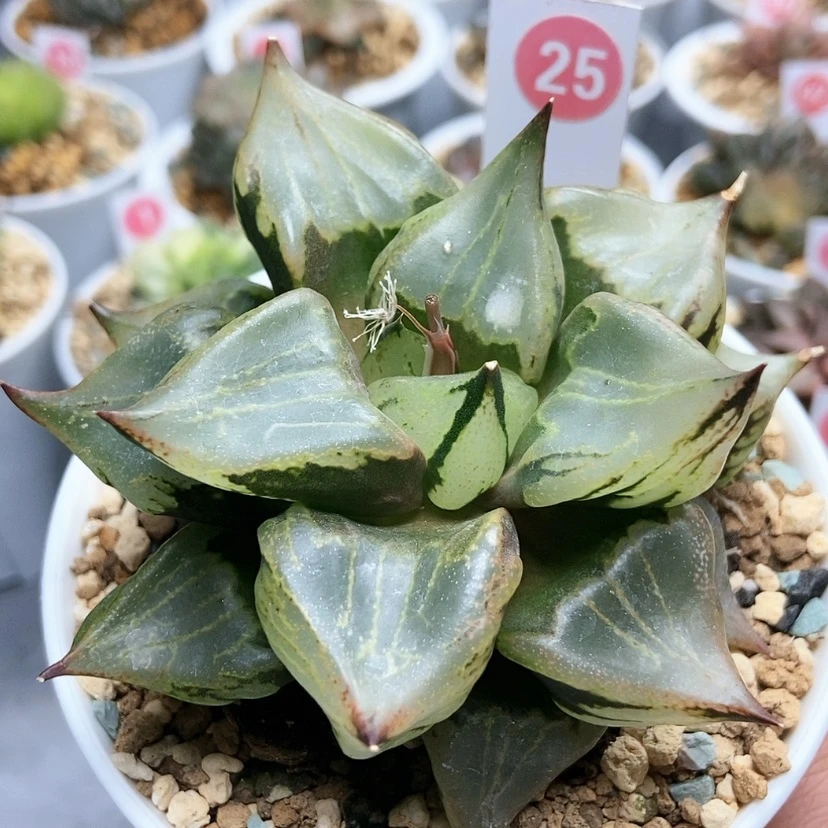 【闪购商品】25裹般若