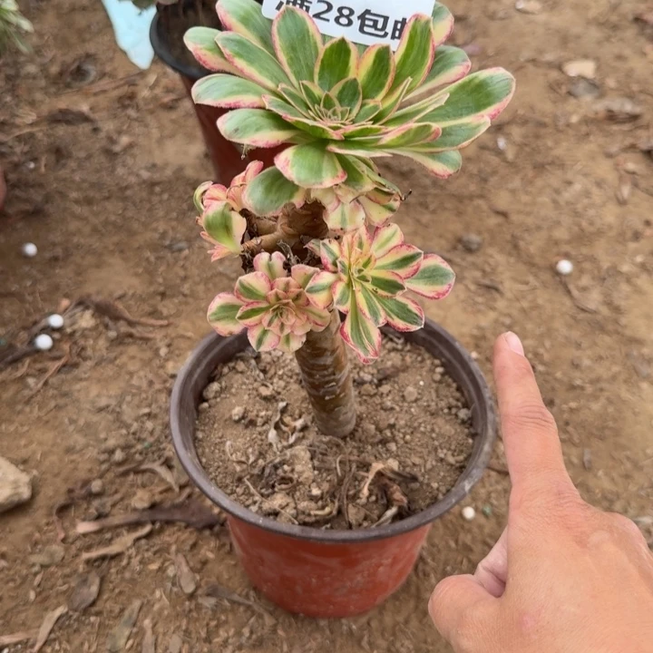 937二号棚V仅仅多肉A