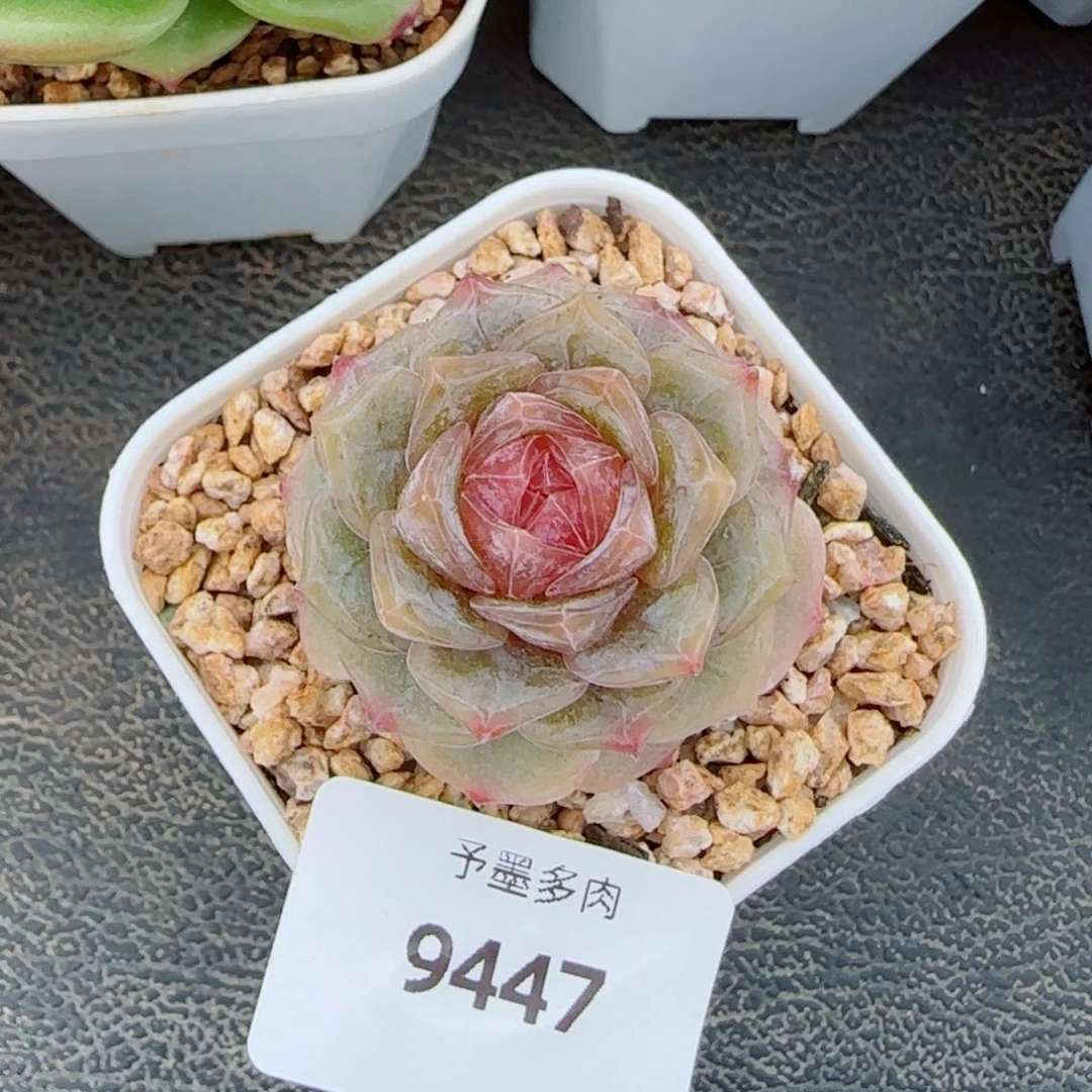 粉恋，9447多肉植物