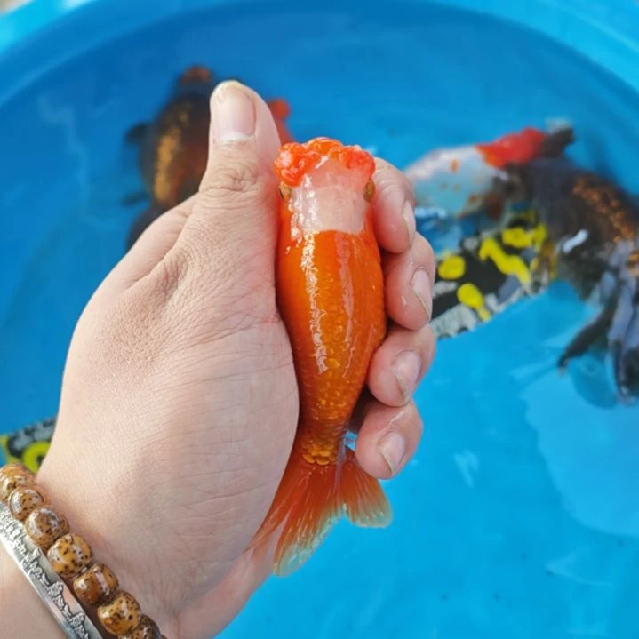 金鱼玉印顶红白蛋球 运费顺丰到付