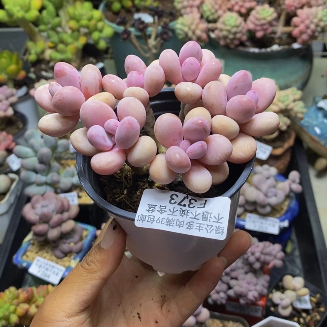 赵373糖果桃蛋多肉9c m