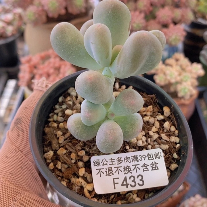 米可奶433多肉植物