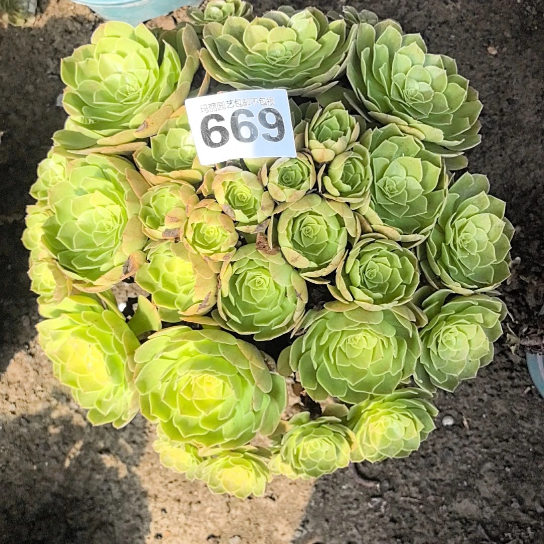 669万圣节花花3-26
