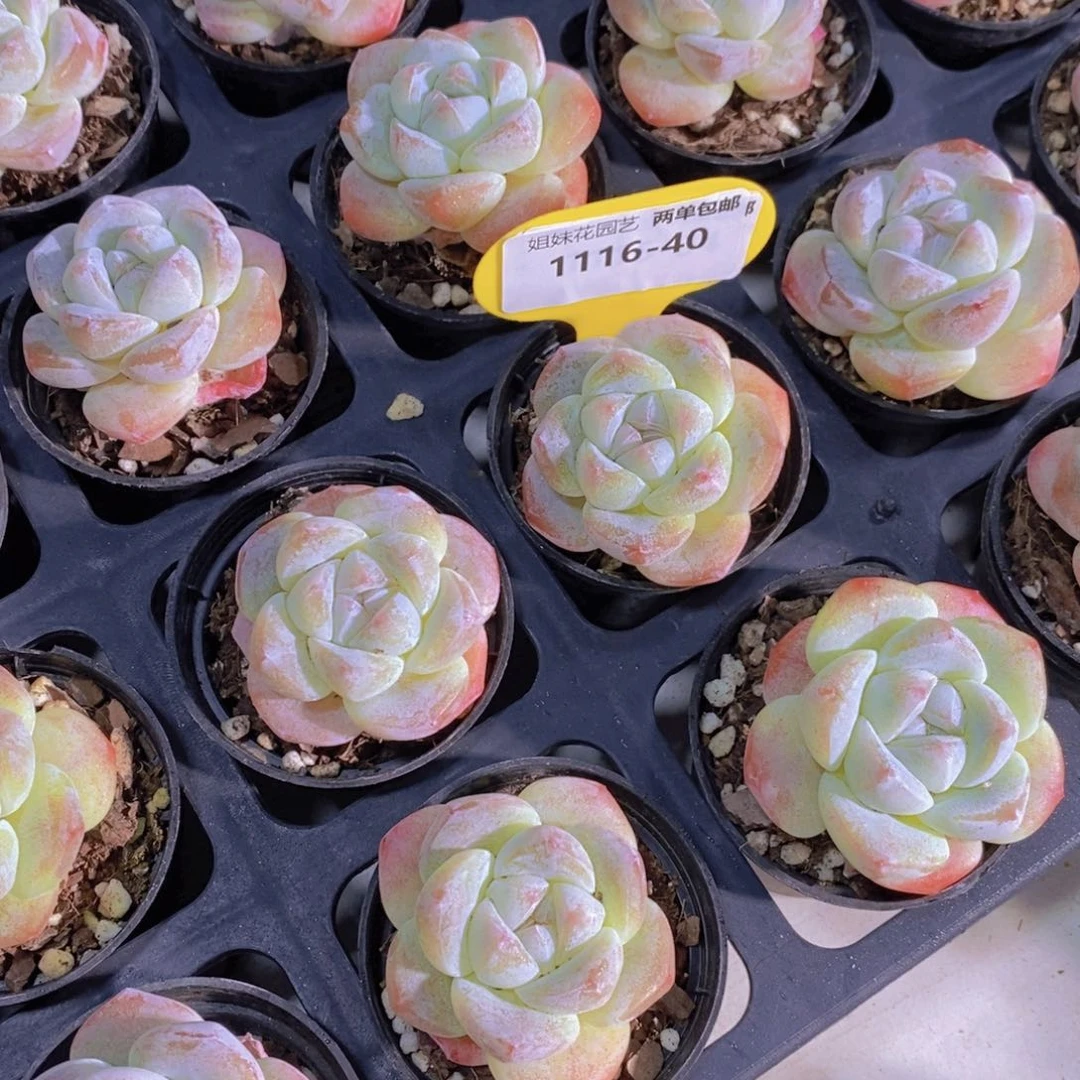 1116-40-精品奶油珍妮白底冰玉单头两颗