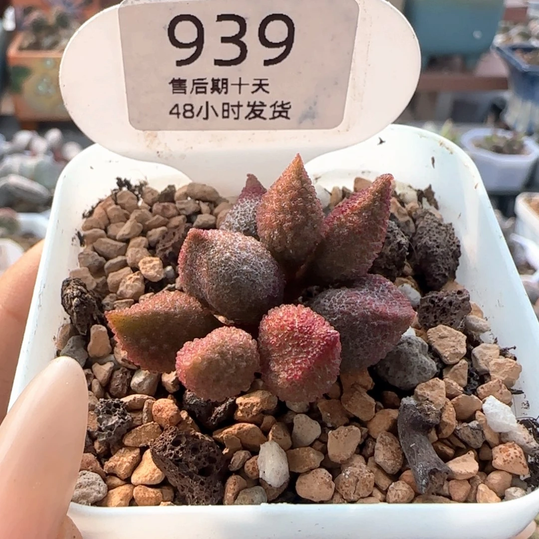 黄金奶油果。   939。