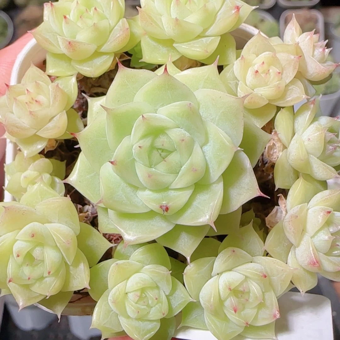 花语逸镜1028-71麦秆整