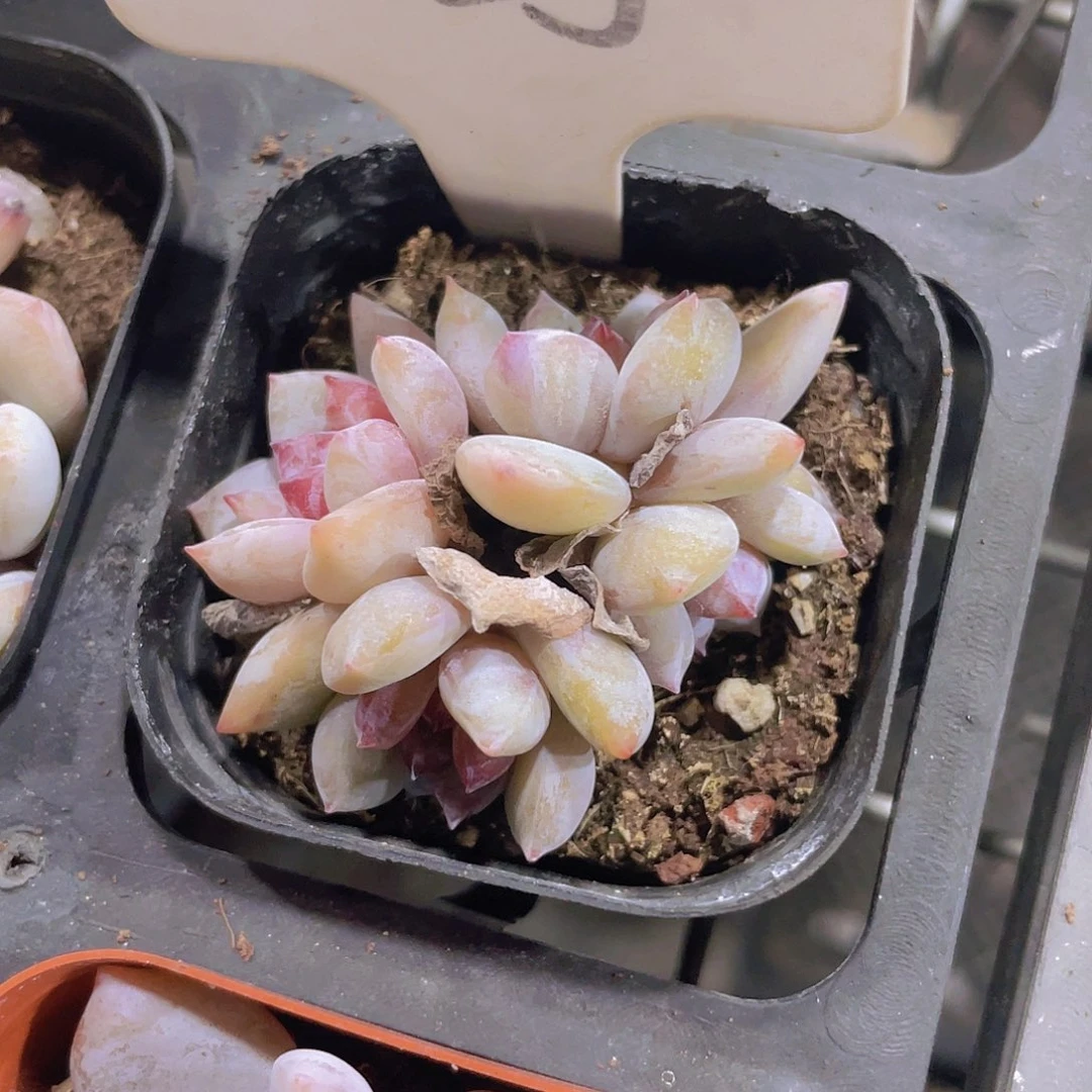 溏心雪天使e025一物一拍