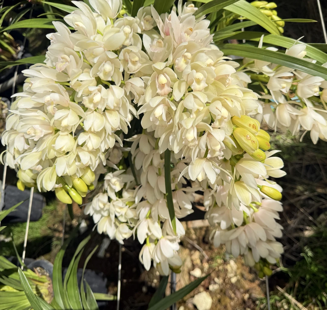 白玉香兰（402）  5-7枝花剑大花蕙兰   年宵花盆栽  带花苞发货