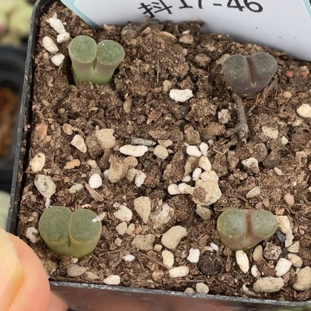 17-46 小磁铁多肉植物