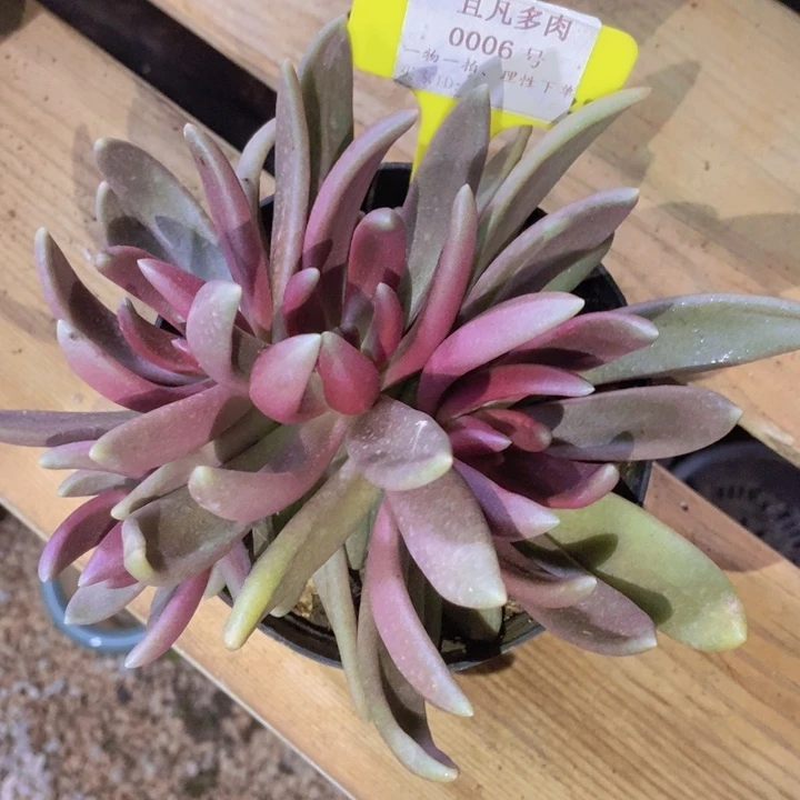 在家闲不住也可以用上