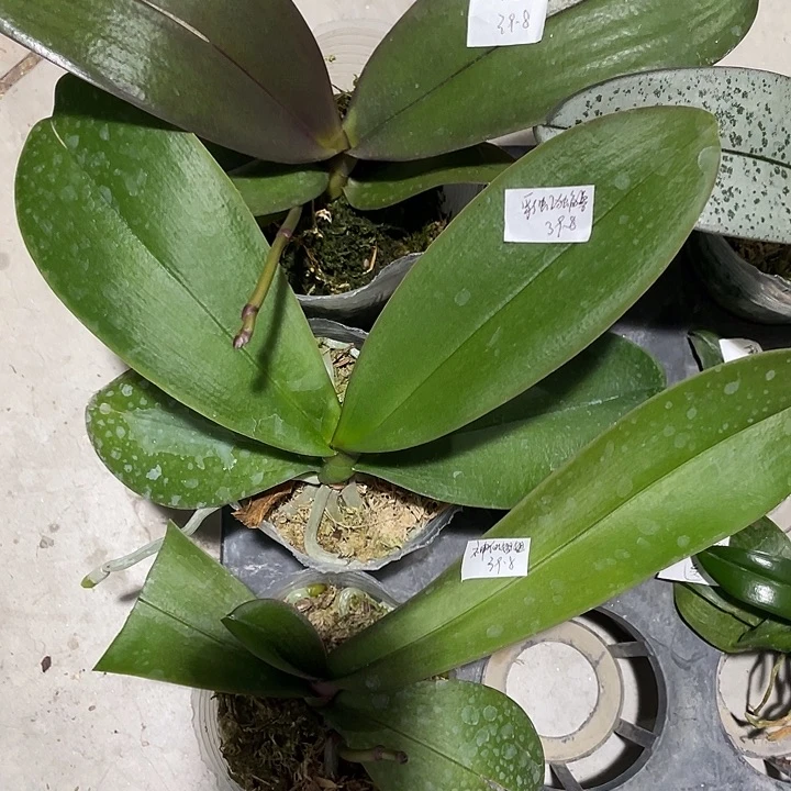 完全开放处理叶损苗3.0哈根达斯➕彩虹独角兽➕神仙姐姐3不售后