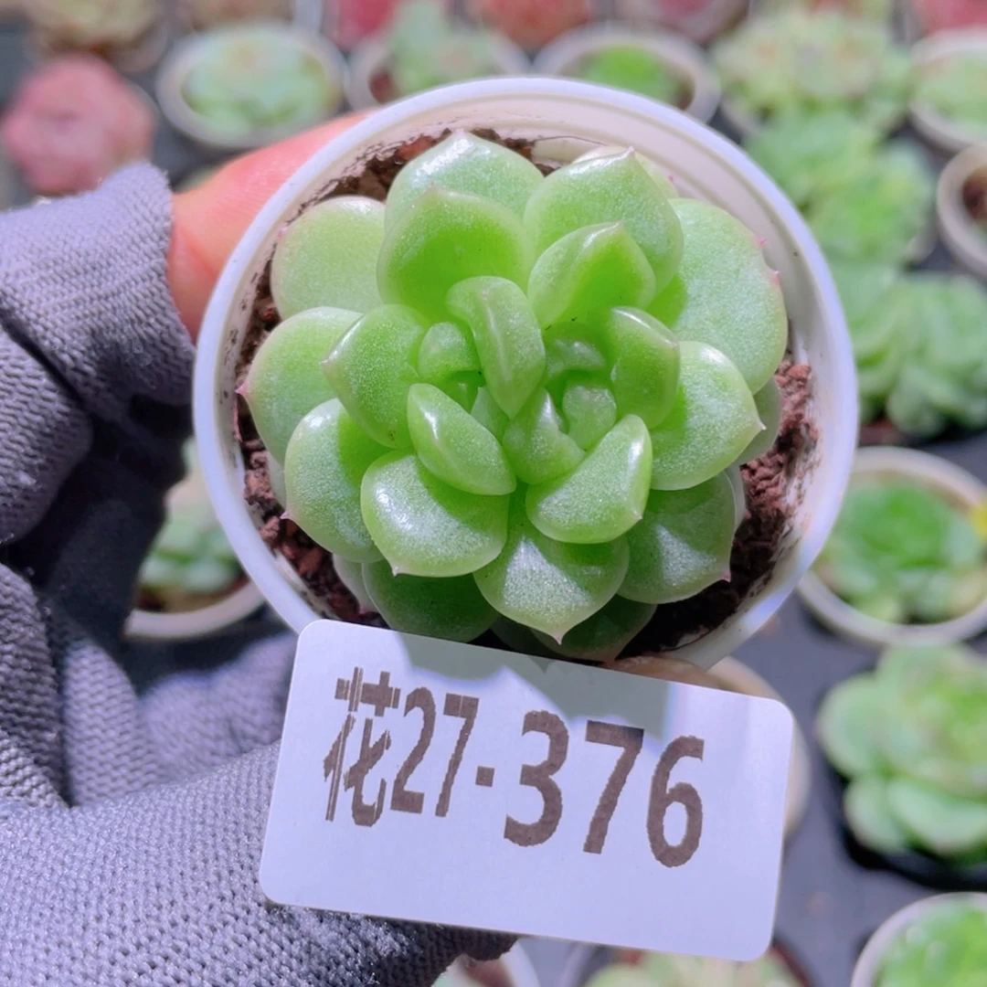 花利美27-376晶钻月光