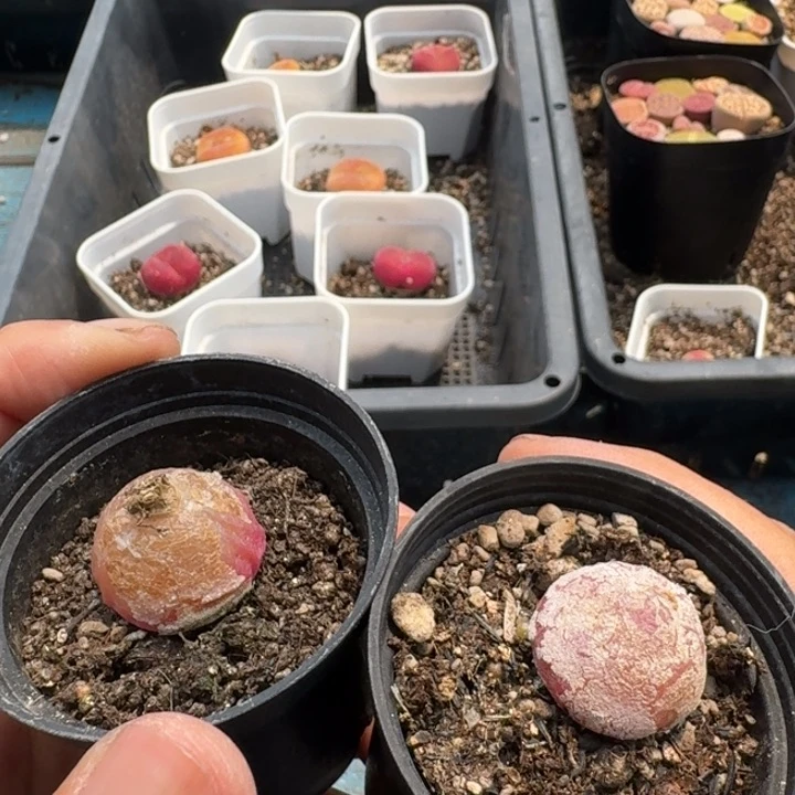 乖**～两头灯泡福利福利福利