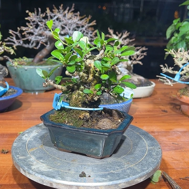 鸡***！无花朵爱心果日本进口美登木