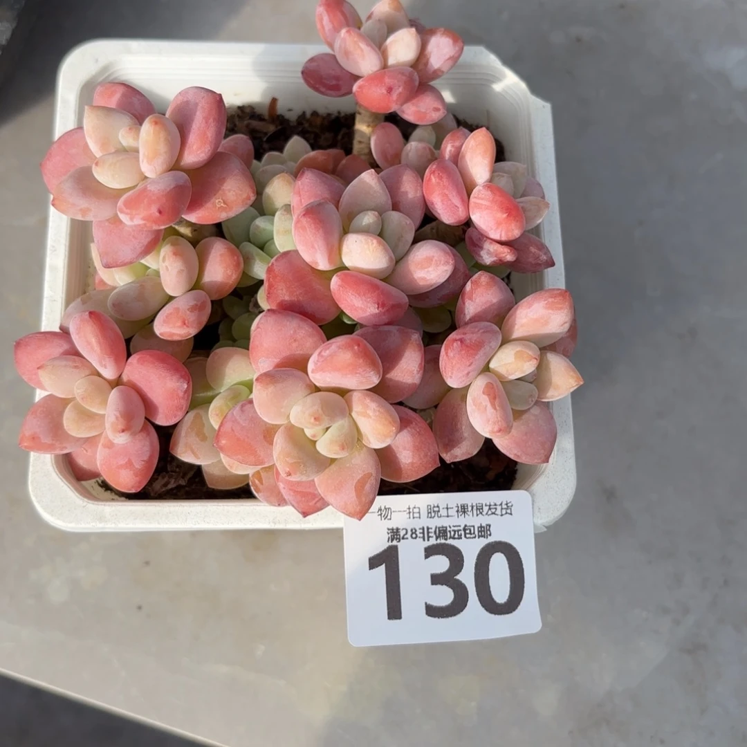 红洛神老桩无盆土发货