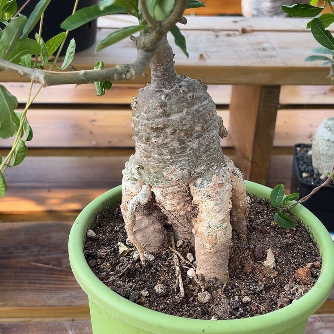 优选火星人，外星人造型.漏