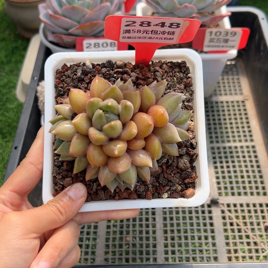 表妹精品多肉2848.