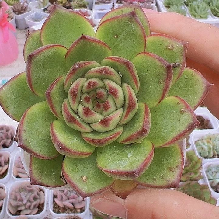 月亮石2盆19包邮多肉植物