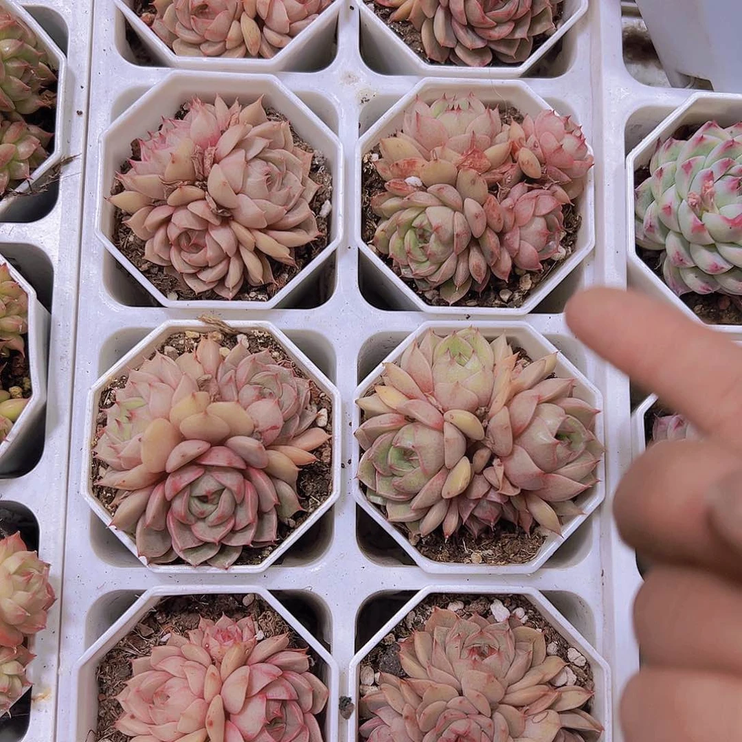 本巴群19包邮多肉