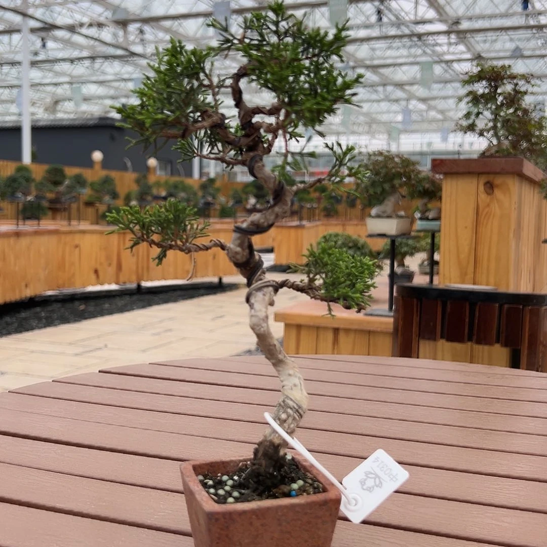 当前无花栽培后可以开花进口系鱼川真柏一物一拍