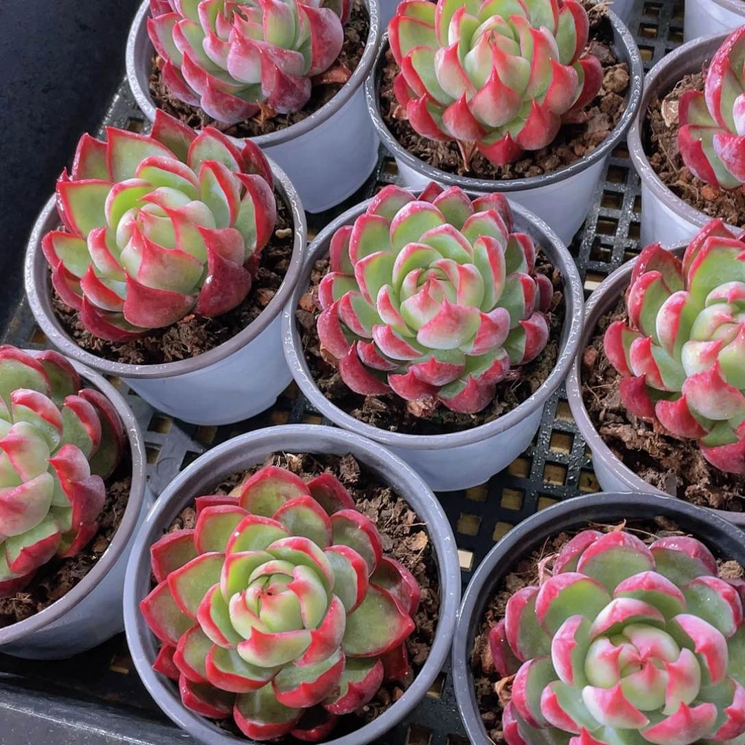 量拍107号 惊鸿仙子单头一个