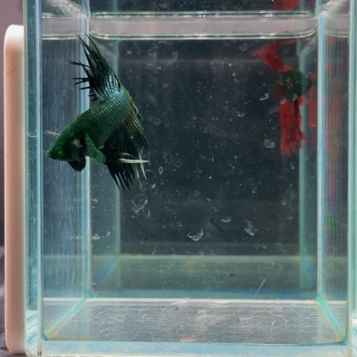 海水鱼然若想一步海阔天空