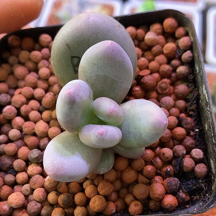 海***林白大叶奶酪锦多肉植物