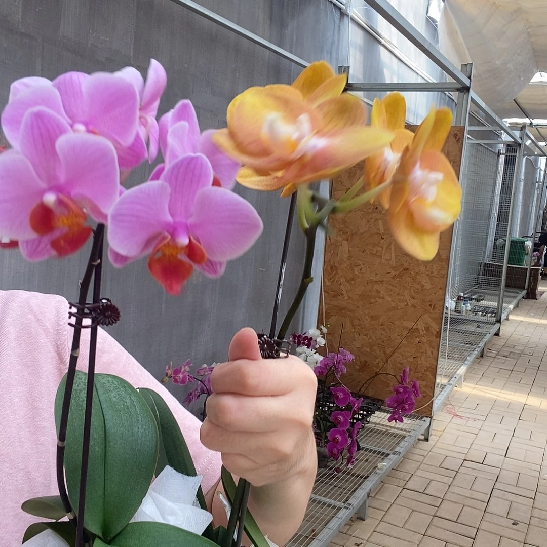 完全开放圣罗莎，拉斯维加斯