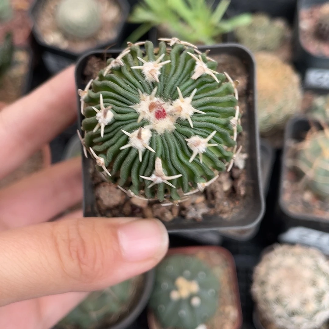 915太刀岚（满18元包邮）