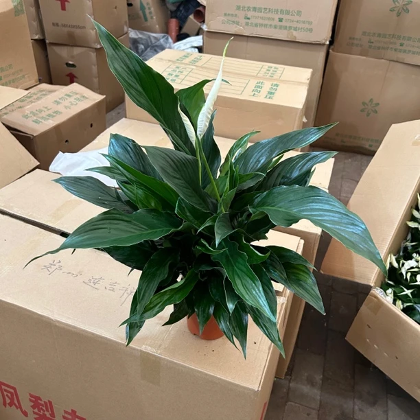 140阿曼达盆栽四季开花带香味