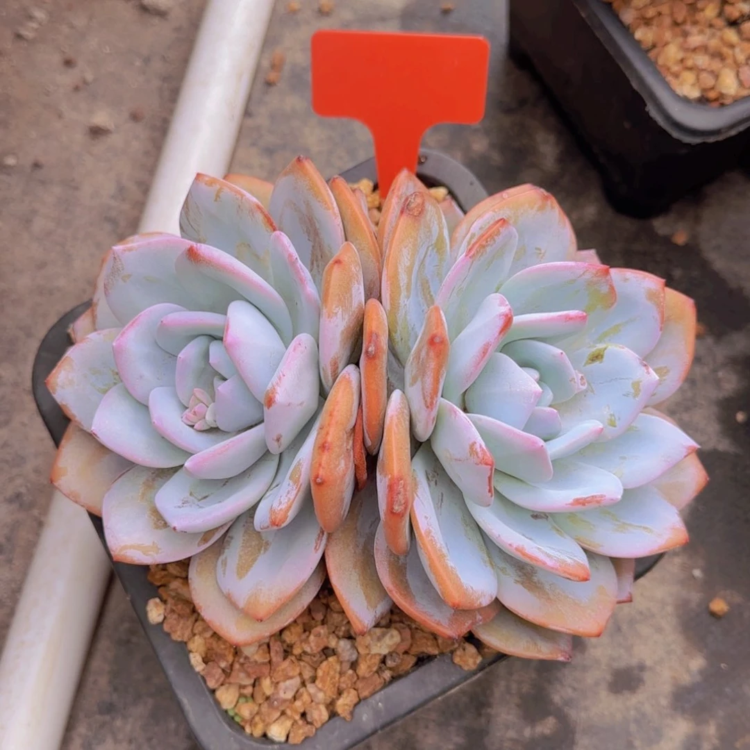 六*六子姐姐多肉植物