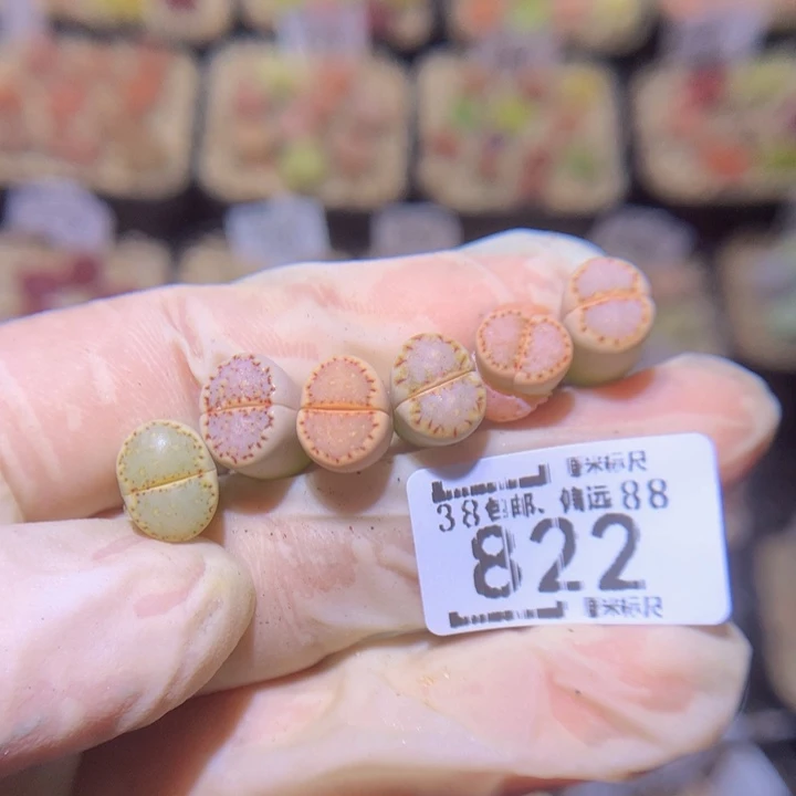 Ssss精品生花822