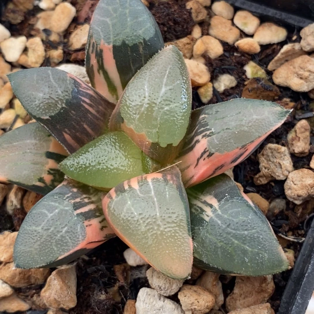 418丘比特多肉植物