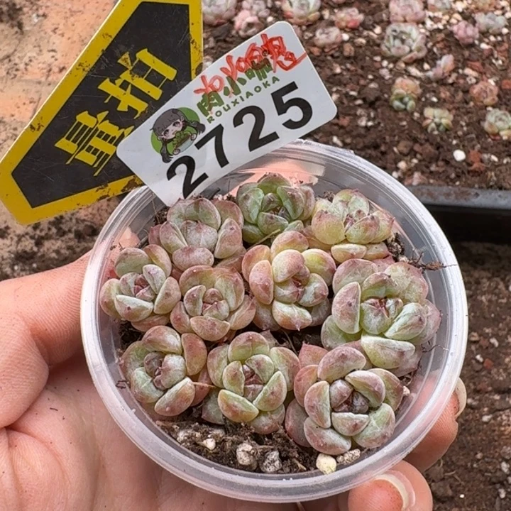 无花朵多肉植物多肉植物