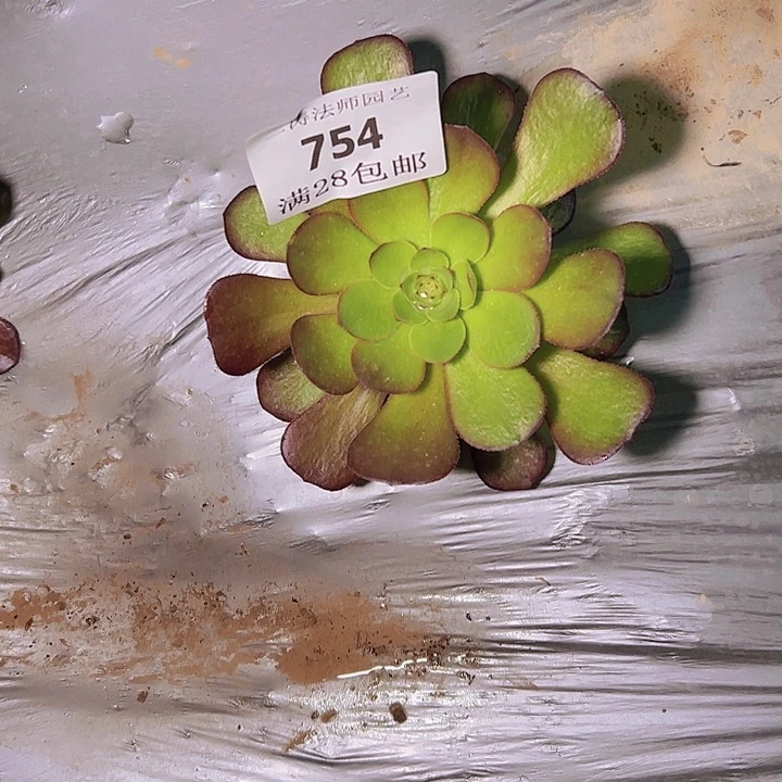 我***~754雨荷多肉植物