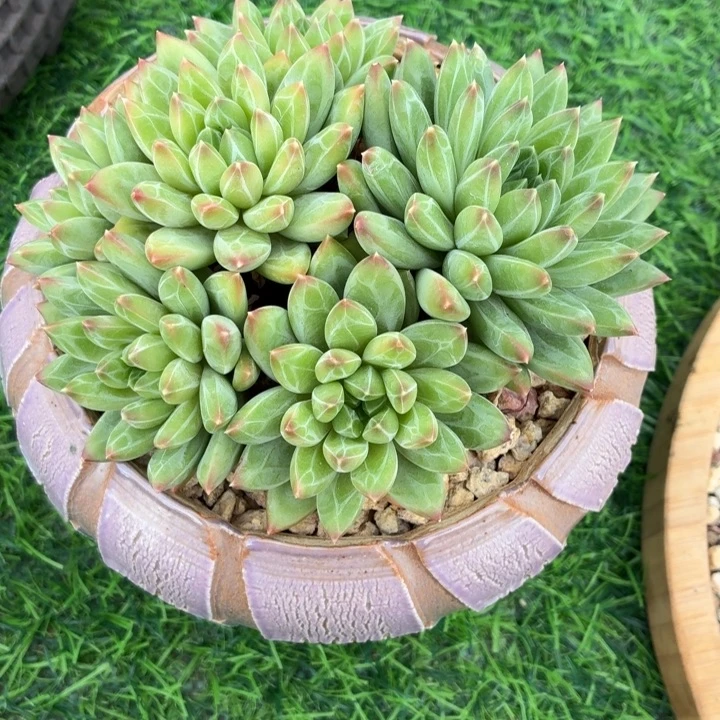 喜***盈多肉植物青花瓷-4