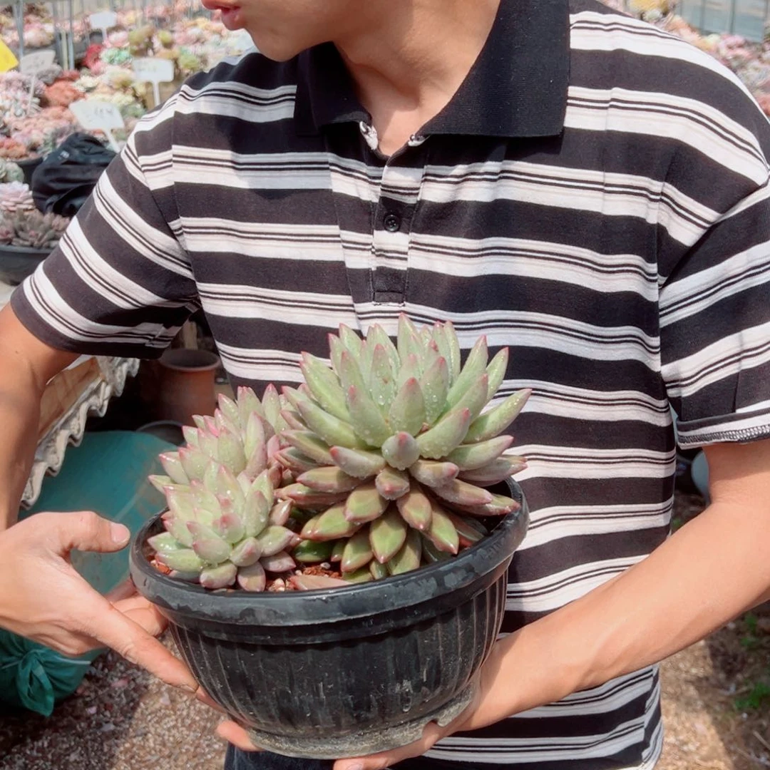 虞姬美人多肉植物0000