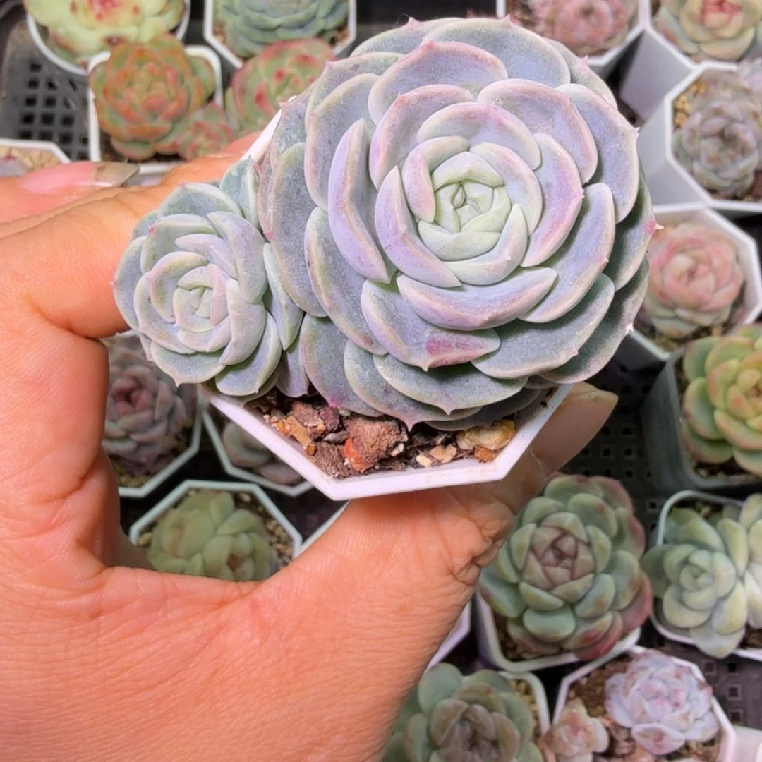 立夏双头特价福利