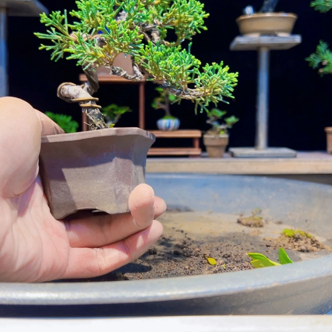 无花朵盆景11111111